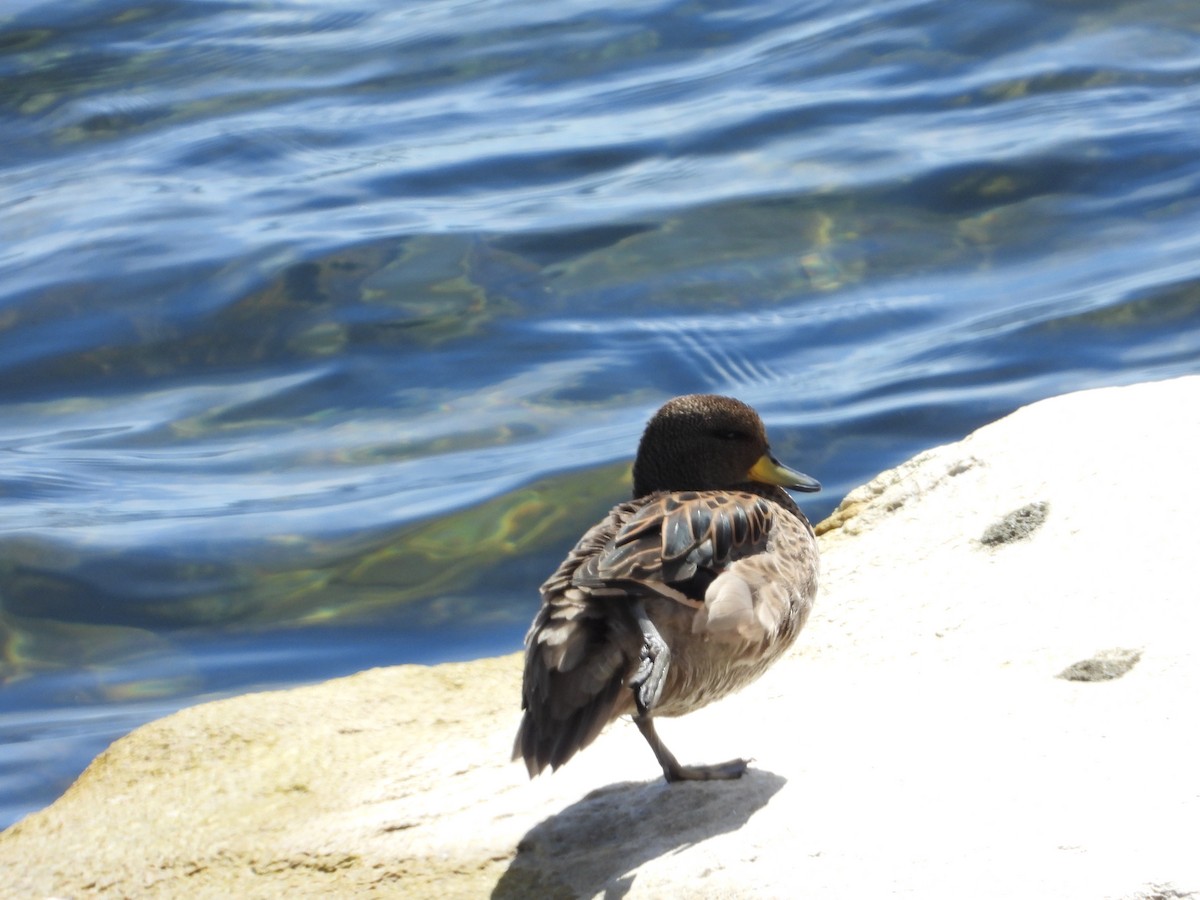 Yellow-billed Pintail - ML614274418