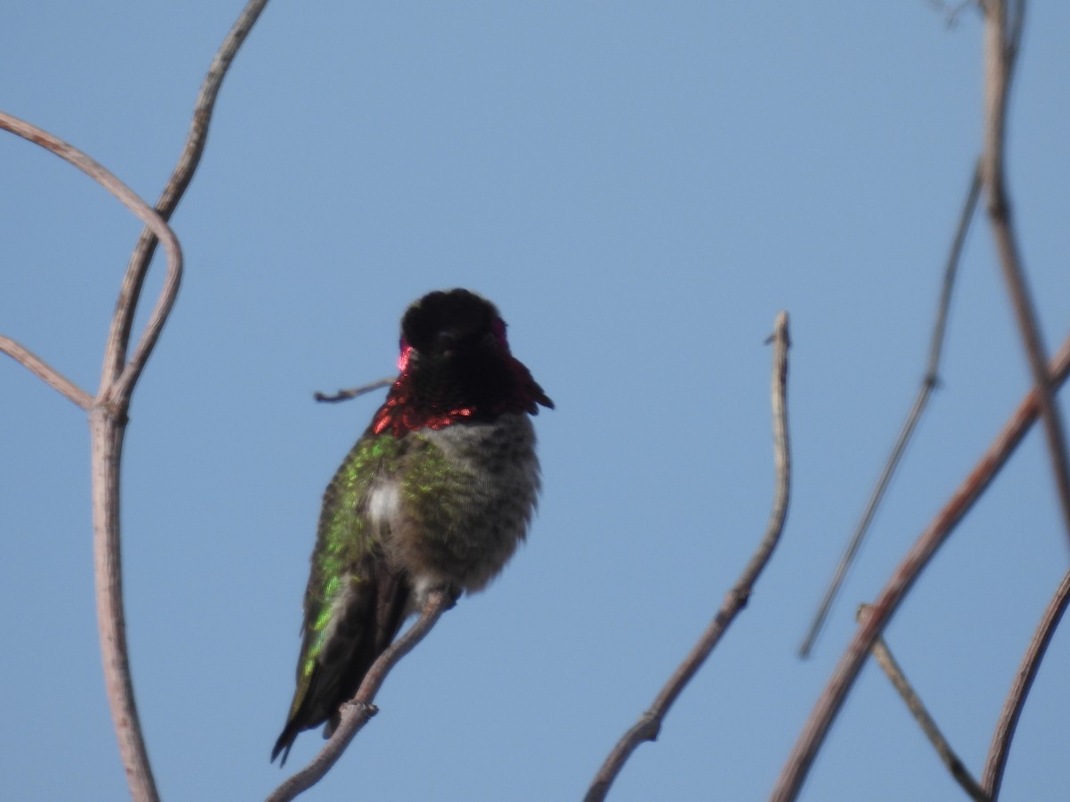 Colibrí de Anna - ML614274419