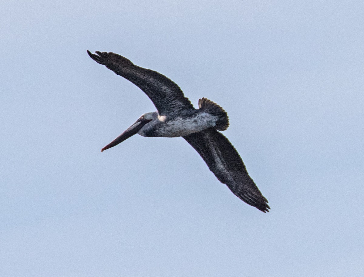 Brown Pelican - ML614274426