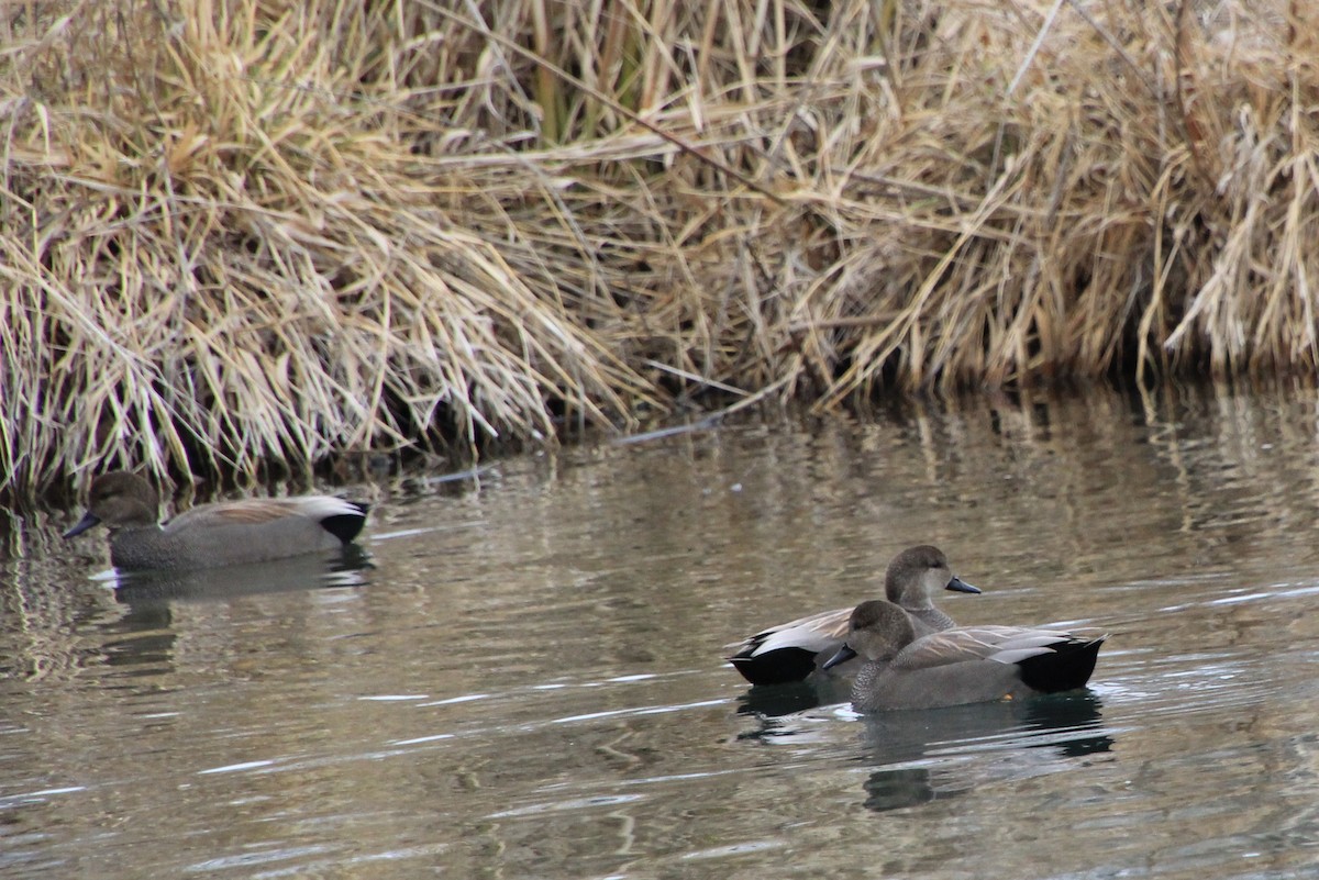 Gadwall - Pauline Irish