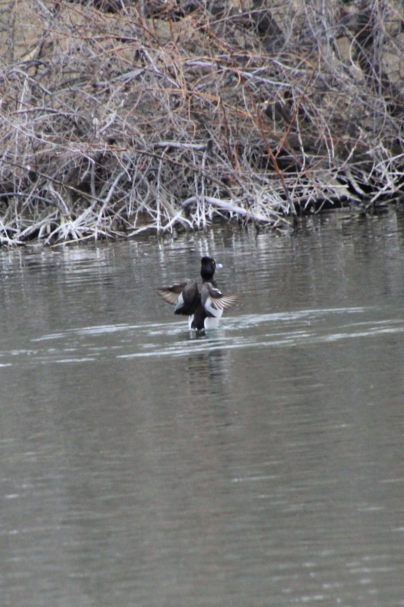 Ring-necked Duck - ML614274437