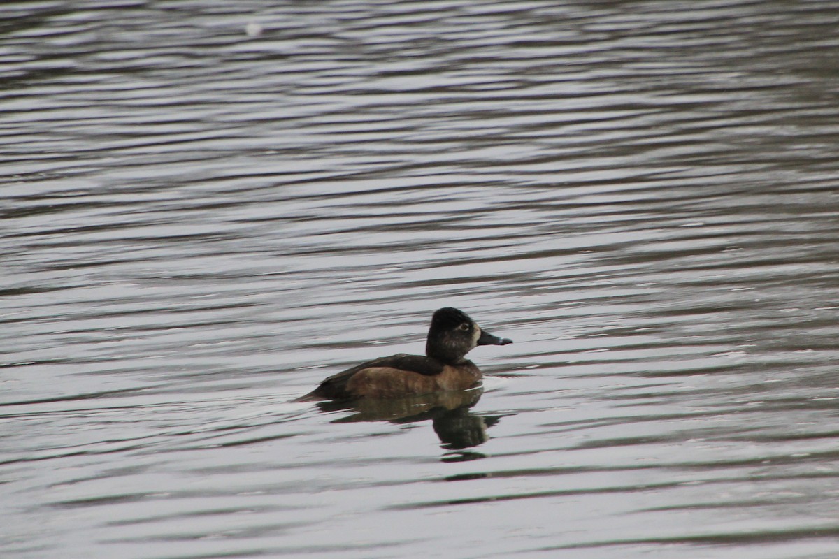 Ring-necked Duck - ML614274438