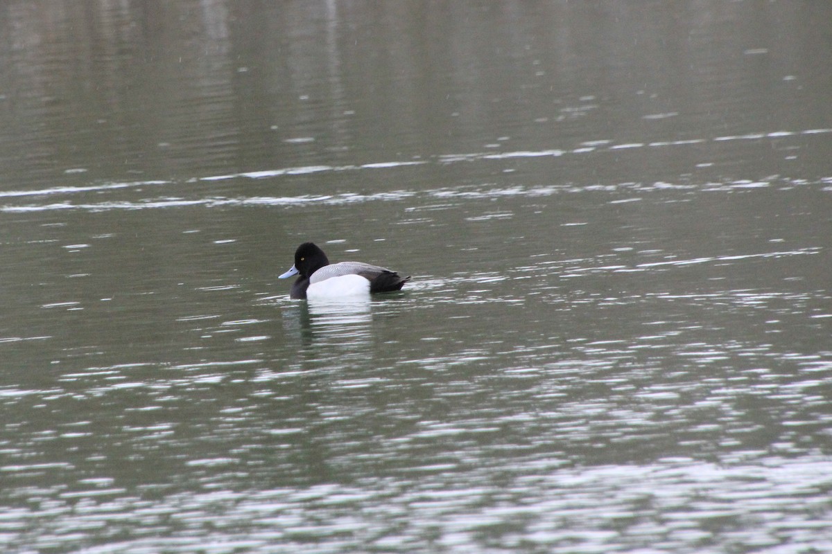 Lesser Scaup - ML614274444