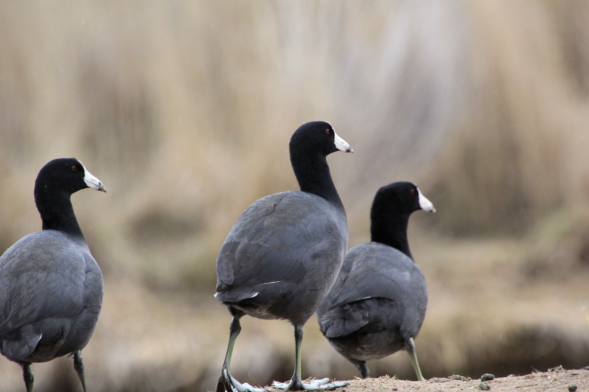 American Coot - ML614274459