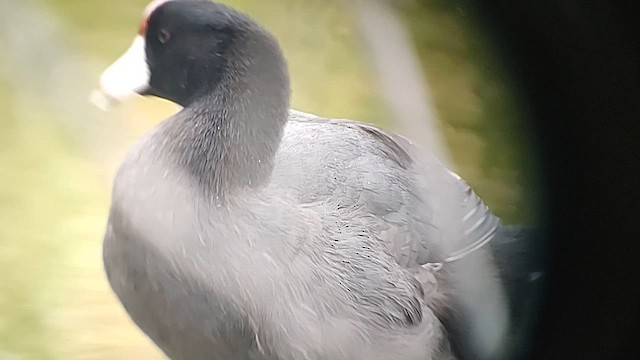 Hawaiian Coot (Red-shielded) - ML614274467