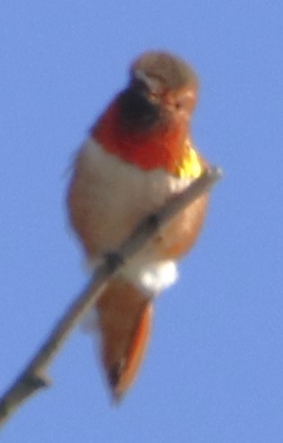 Allen's Hummingbird - Barry Spolter