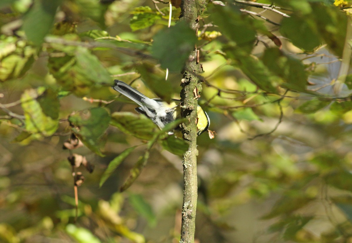 Mésange charbonnière - ML614274541