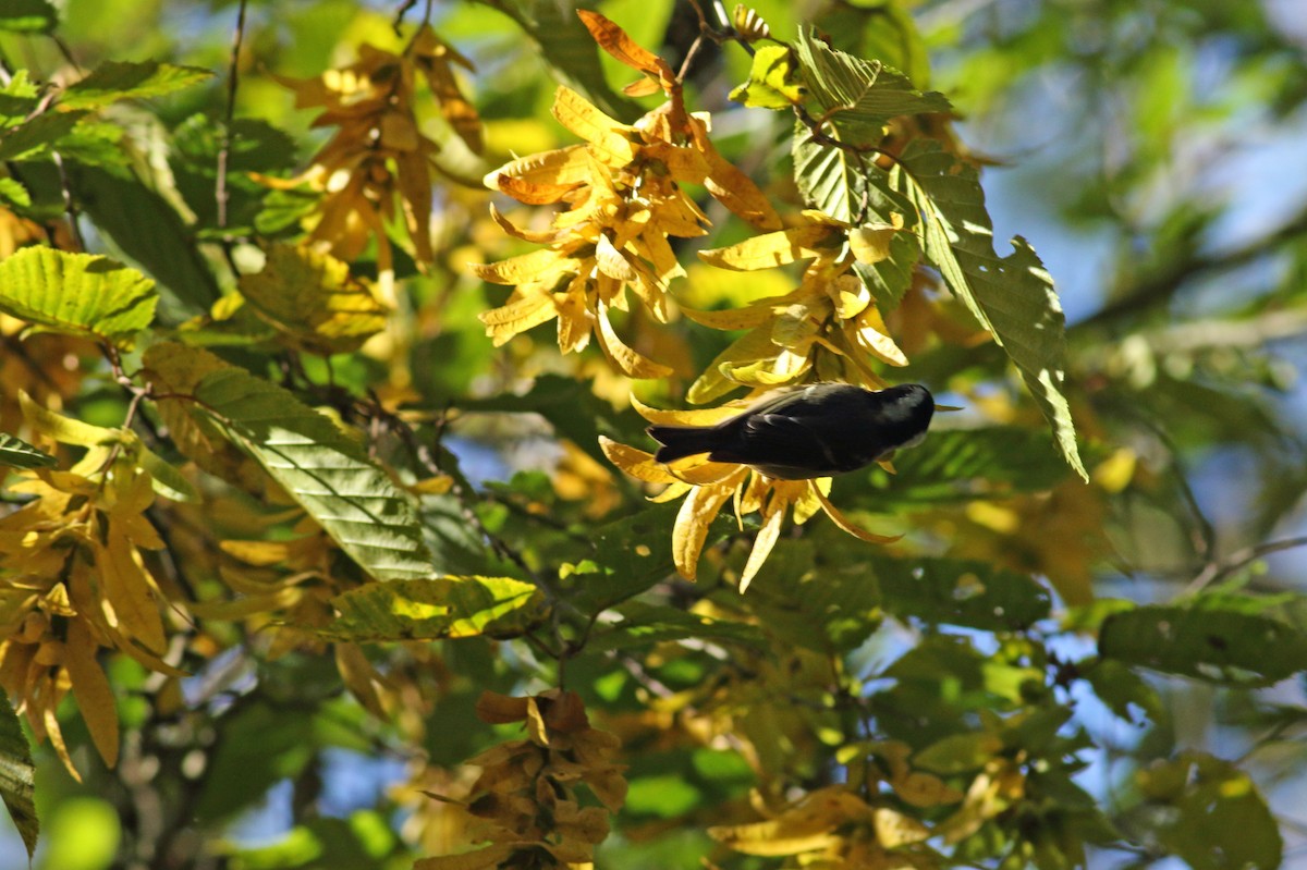 Mésange noire - ML614274557