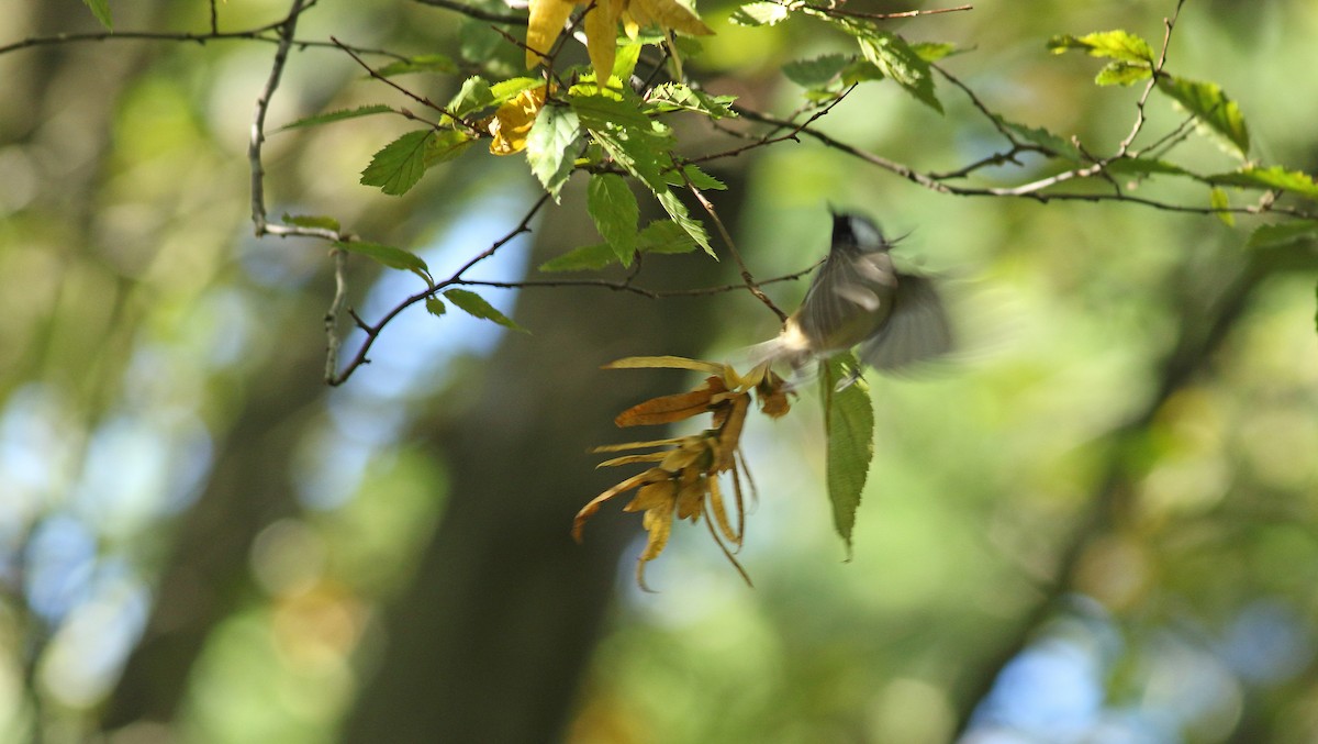 Mésange noire - ML614274563