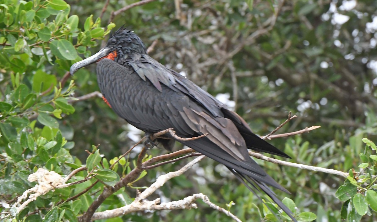 Magnificent Frigatebird - Sharon Lynn