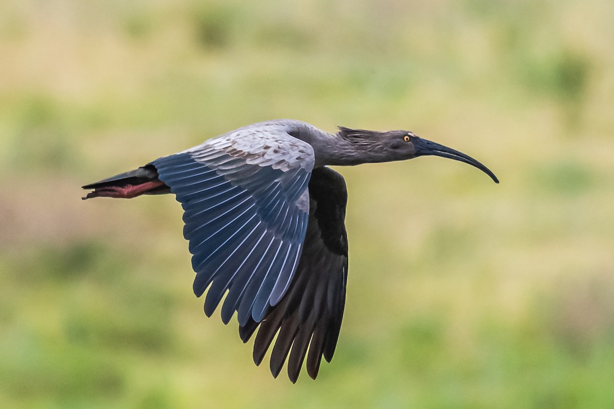 Plumbeous Ibis - ML614274575