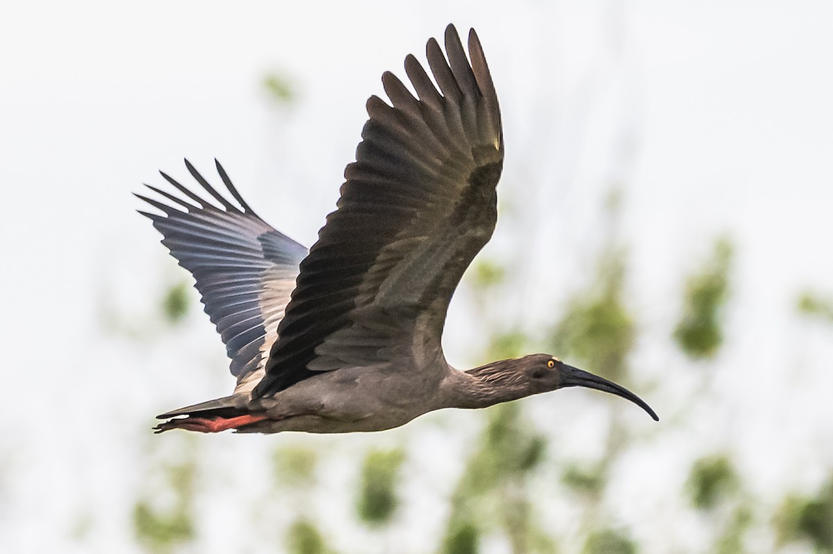 ibis běločelý - ML614274580