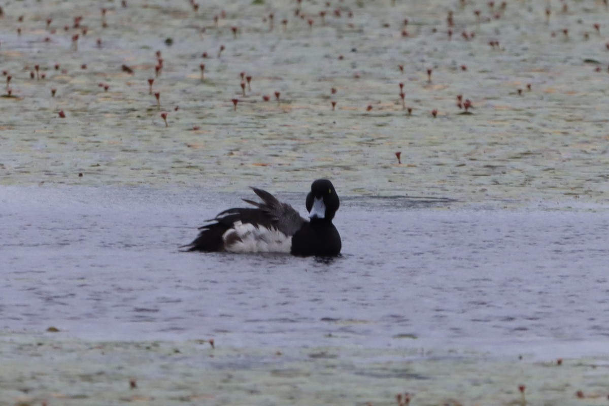 Greater Scaup - Jacob Meier