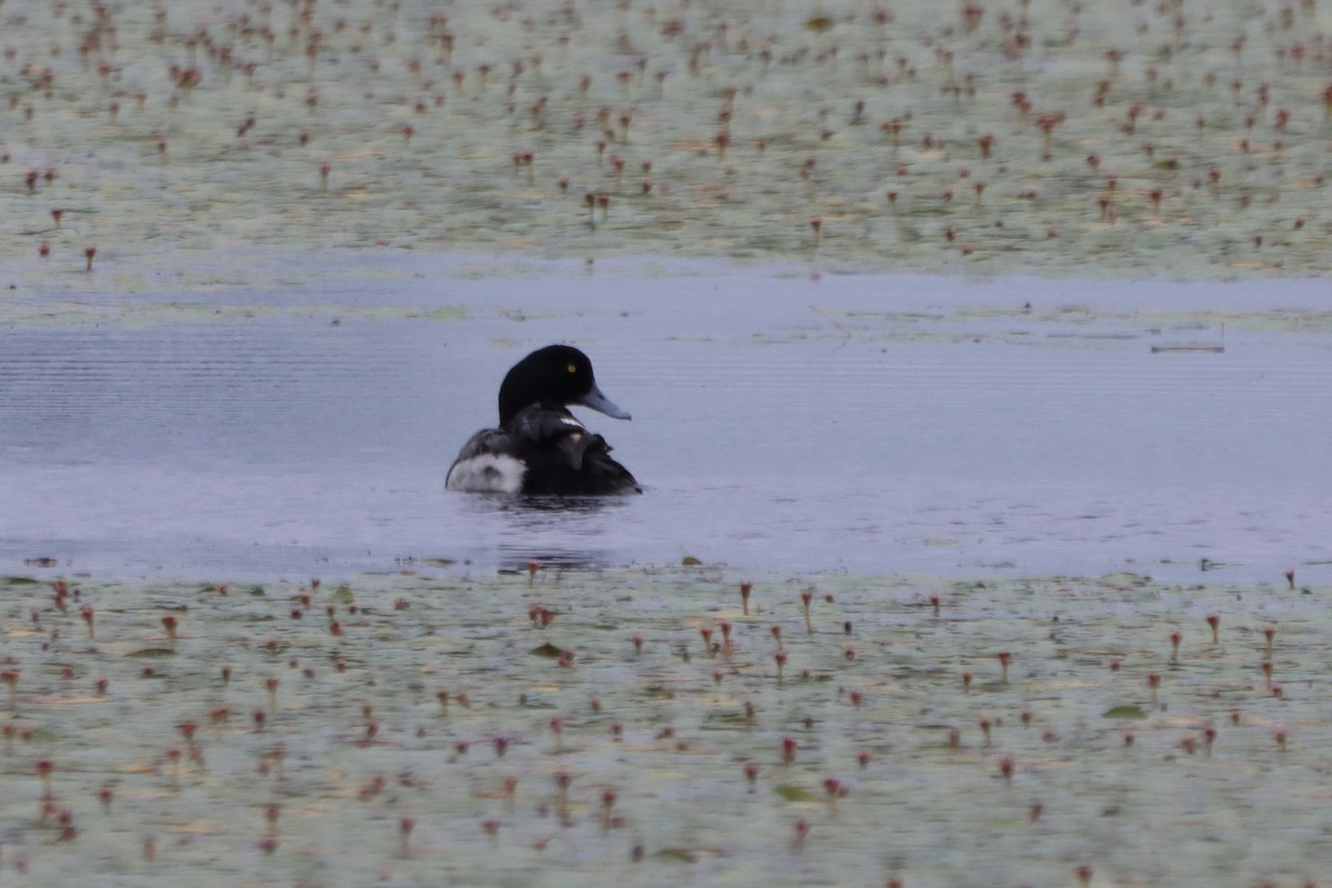 Greater Scaup - ML614274590