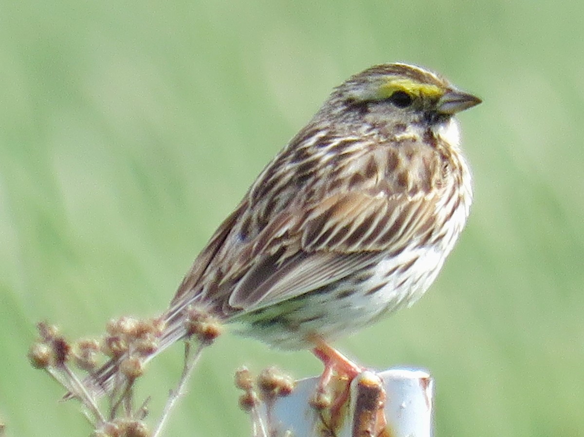 Savannah Sparrow - ML61427461