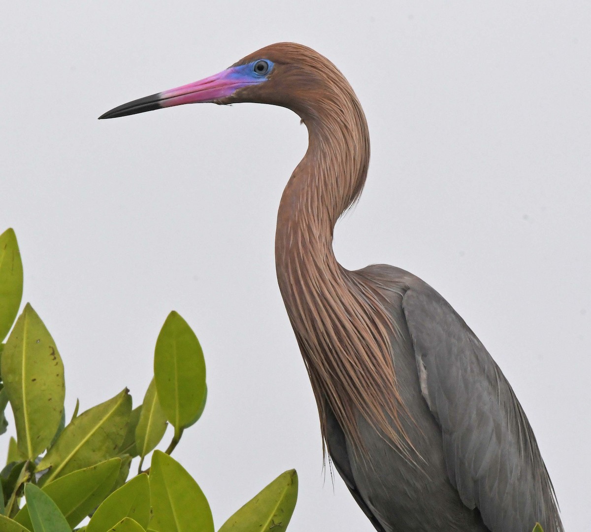 Reddish Egret - ML614274630