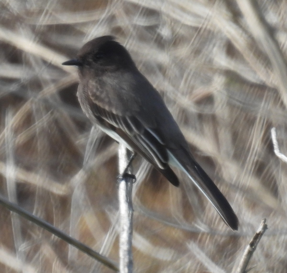 Black Phoebe - mark zdeblick