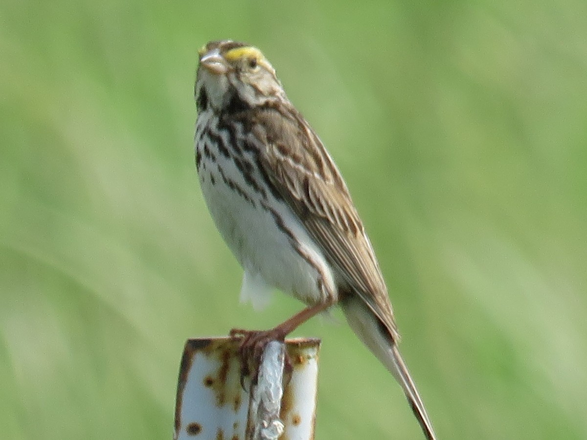 Savannah Sparrow - ML61427471