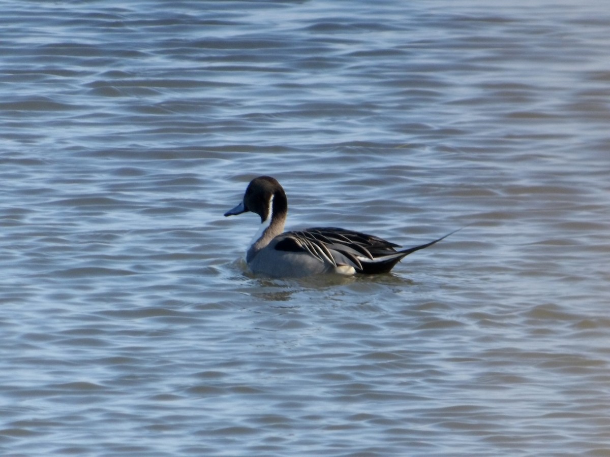 Northern Pintail - ML614274781