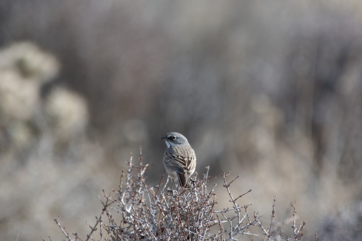 Sagebrush Sparrow - Valerie Griffin