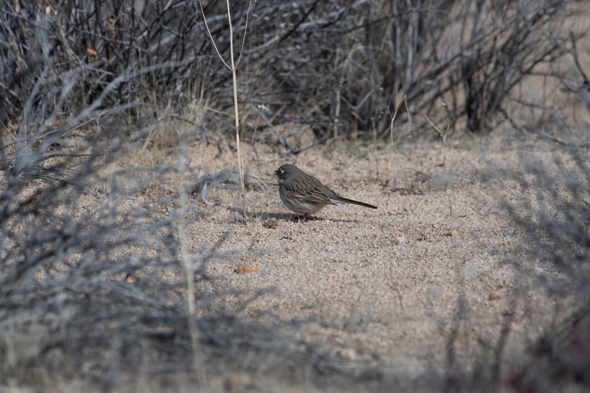 Sagebrush Sparrow - ML614274788