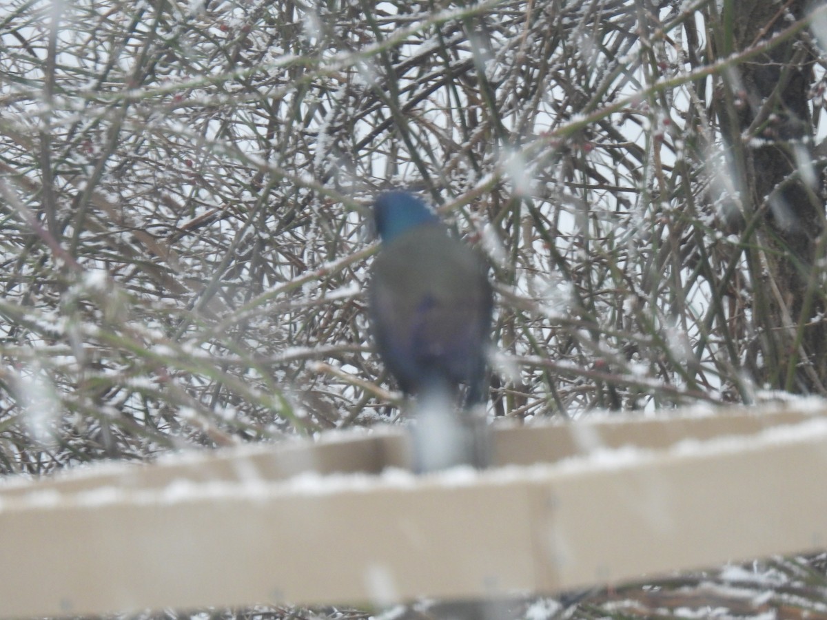 Common Grackle - John Wyatt