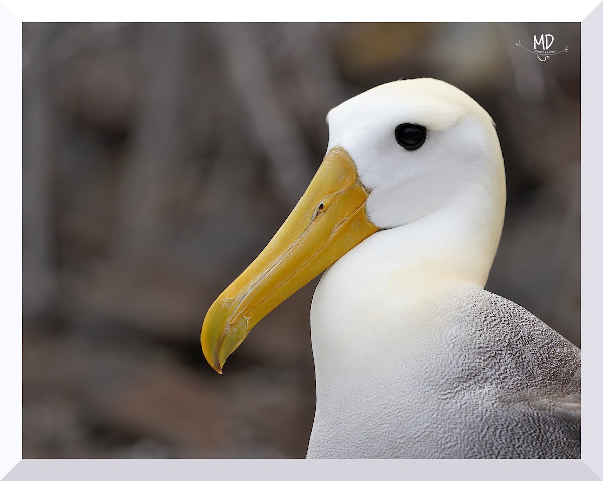 Waved Albatross - ML614274819