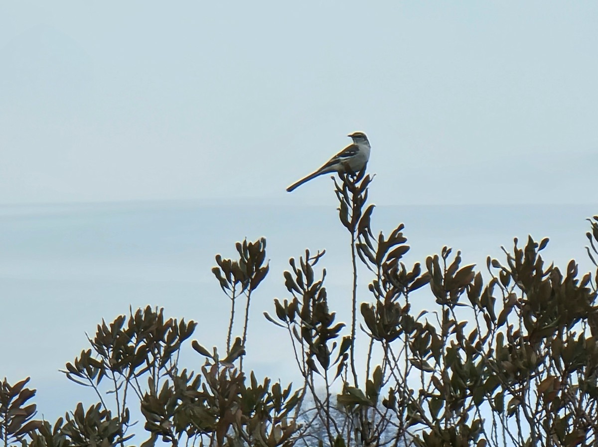 Northern Mockingbird - ML614274821