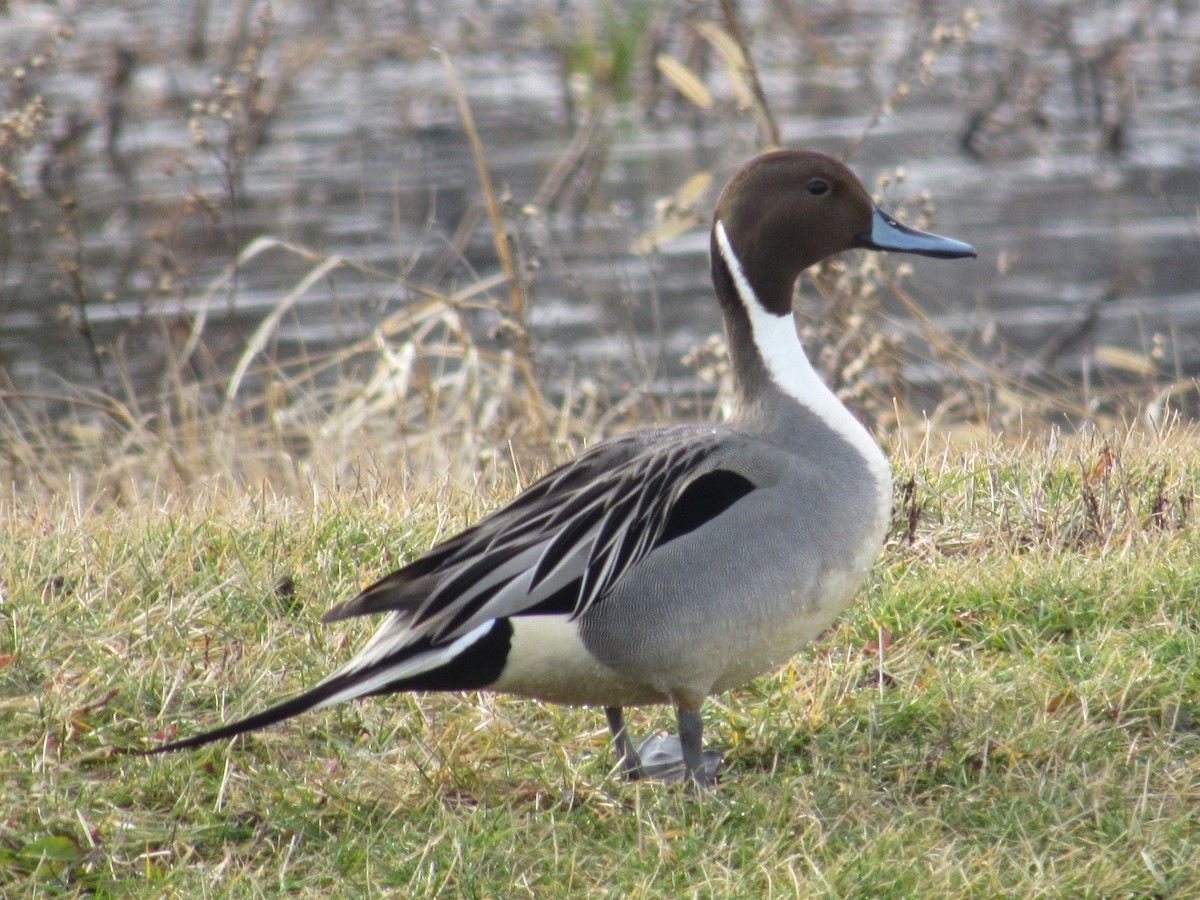 Northern Pintail - Roger Hedge