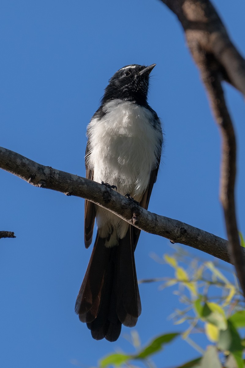 Willie-wagtail - ML614274893
