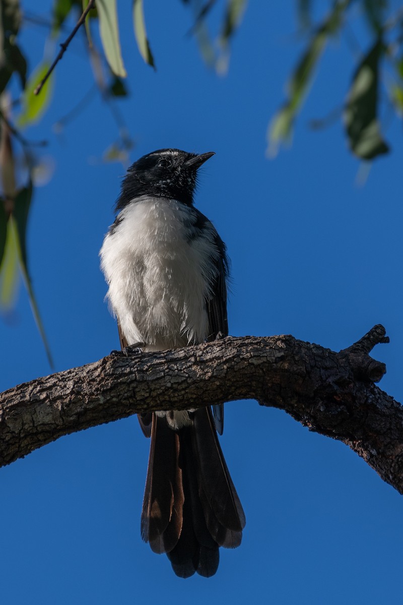 Willie-wagtail - ML614274894