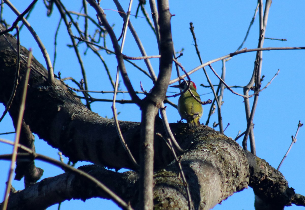 Eurasian Green Woodpecker - ML614274904