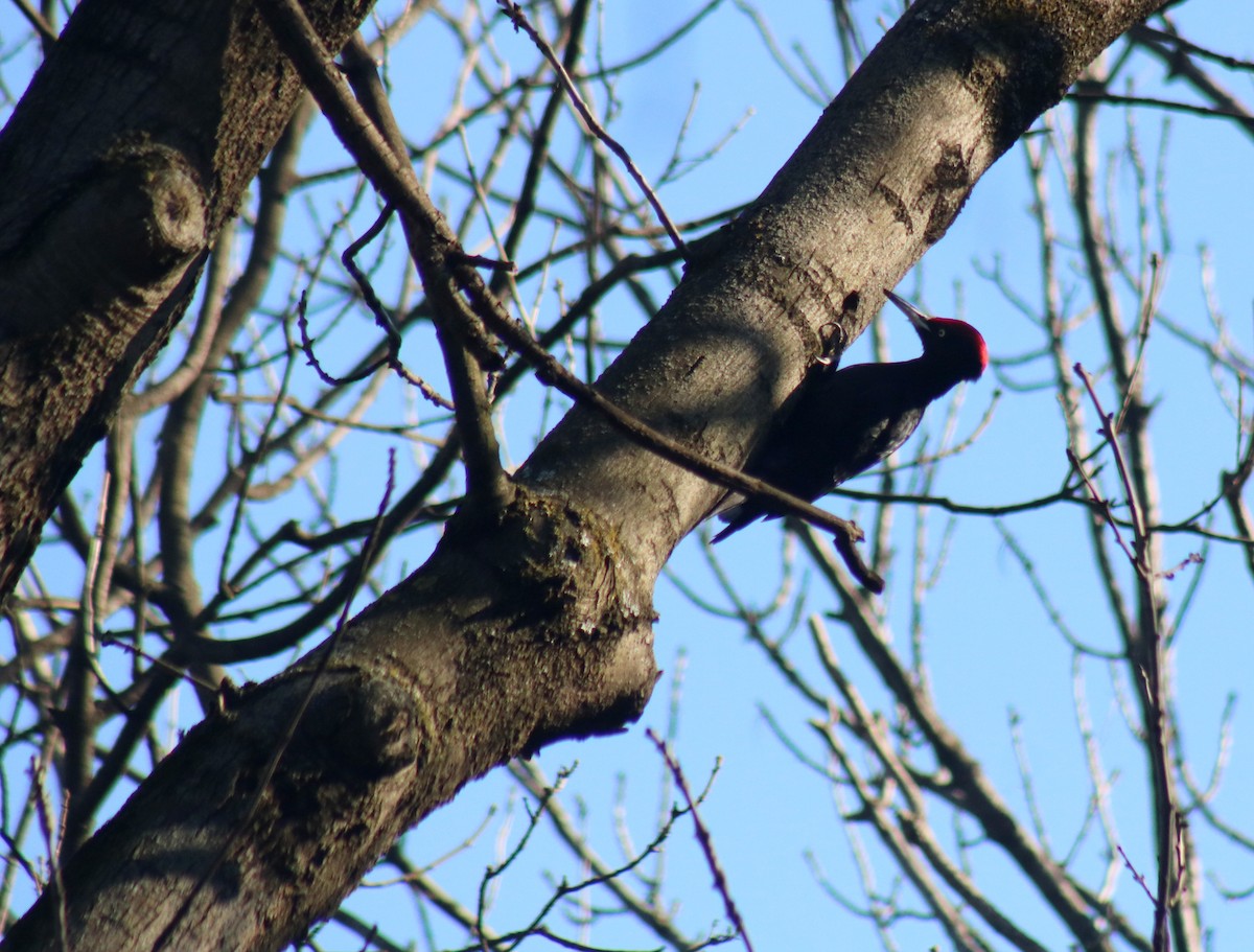 Black Woodpecker - ML614274907