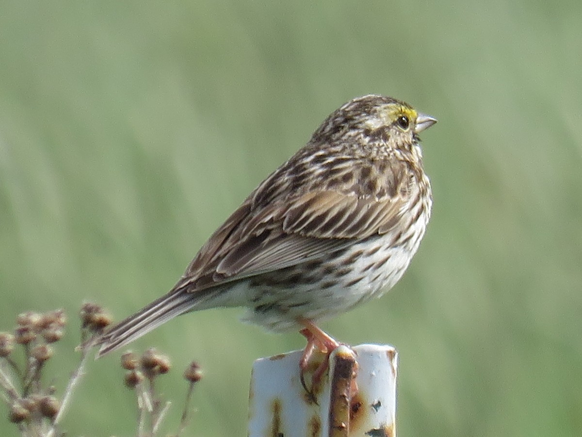 Savannah Sparrow - ML61427491