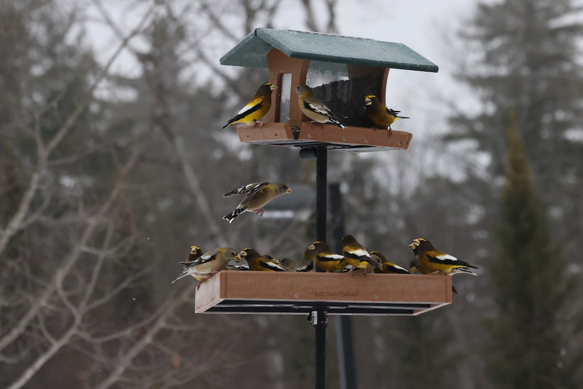 Evening Grosbeak - ML614274910