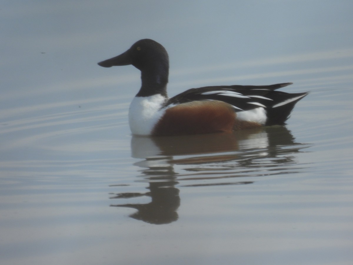 Northern Shoveler - ML614274915