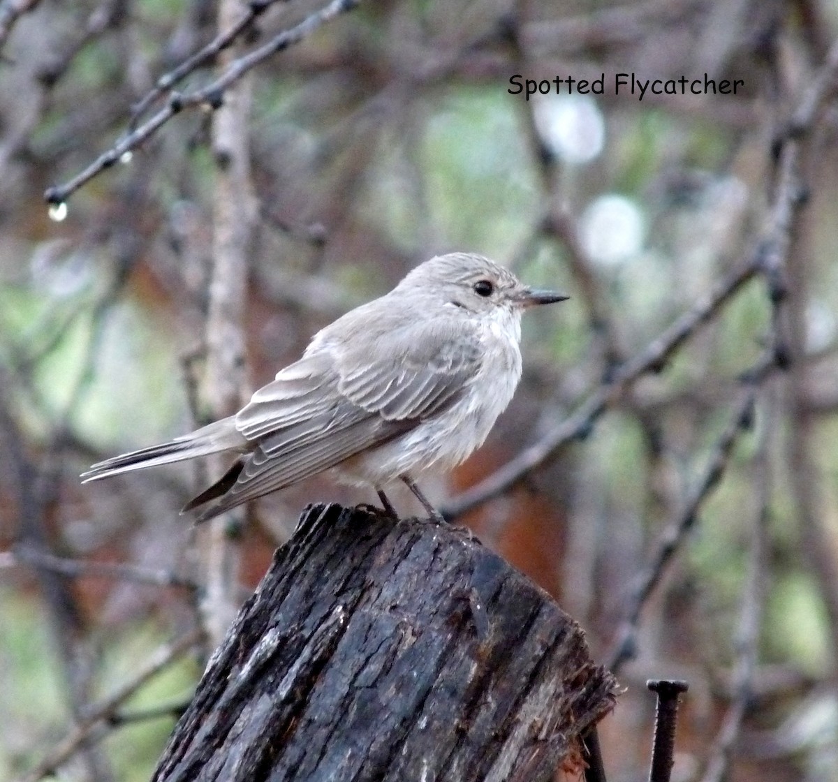 Spotted Flycatcher - Bob Curry
