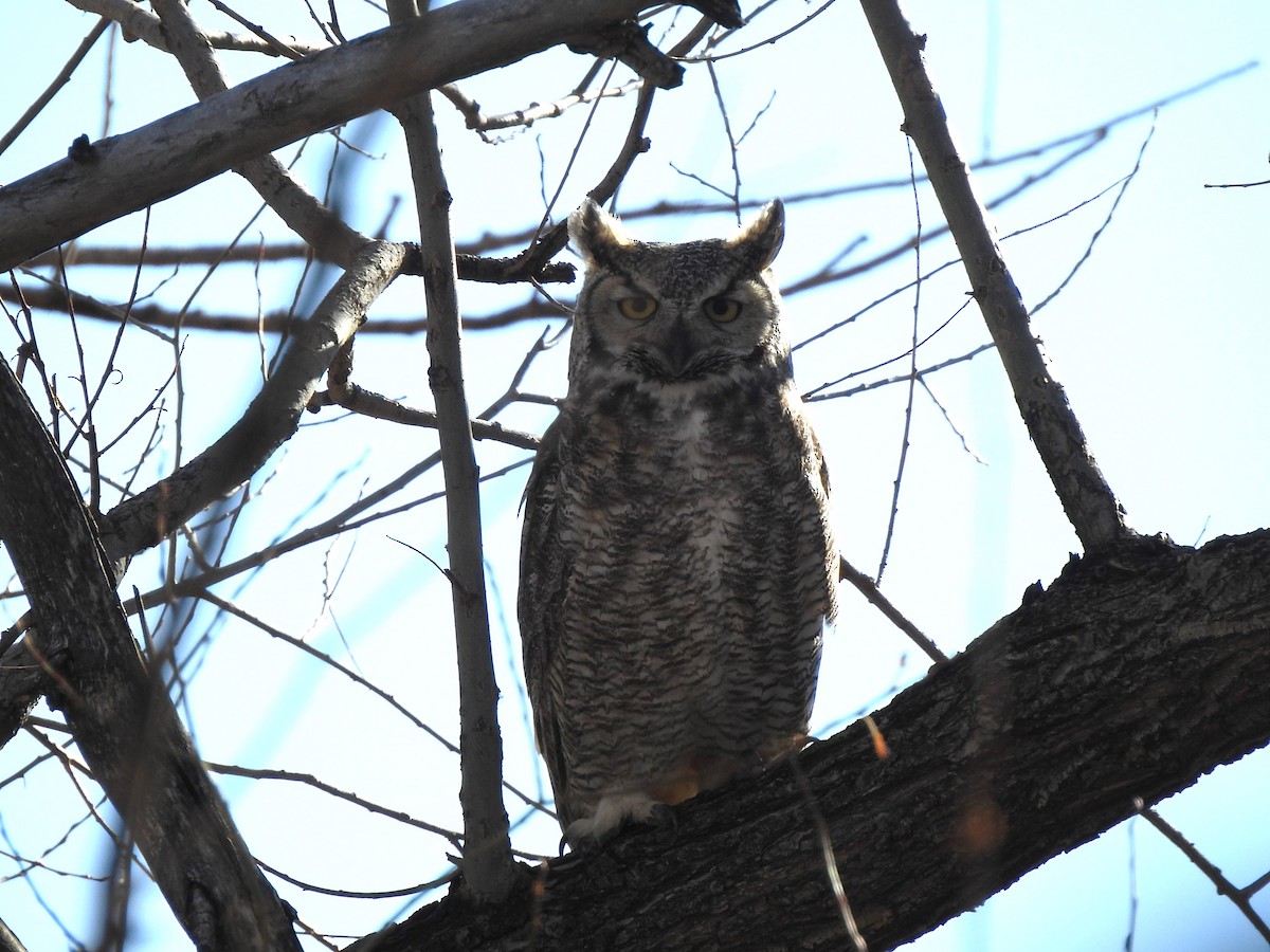 Great Horned Owl - T B