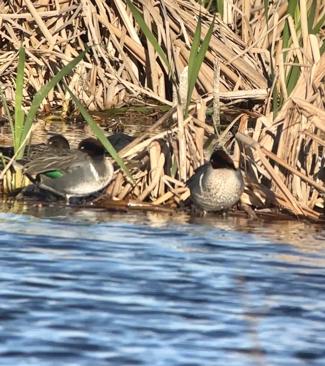 Green-winged Teal - ML614274981