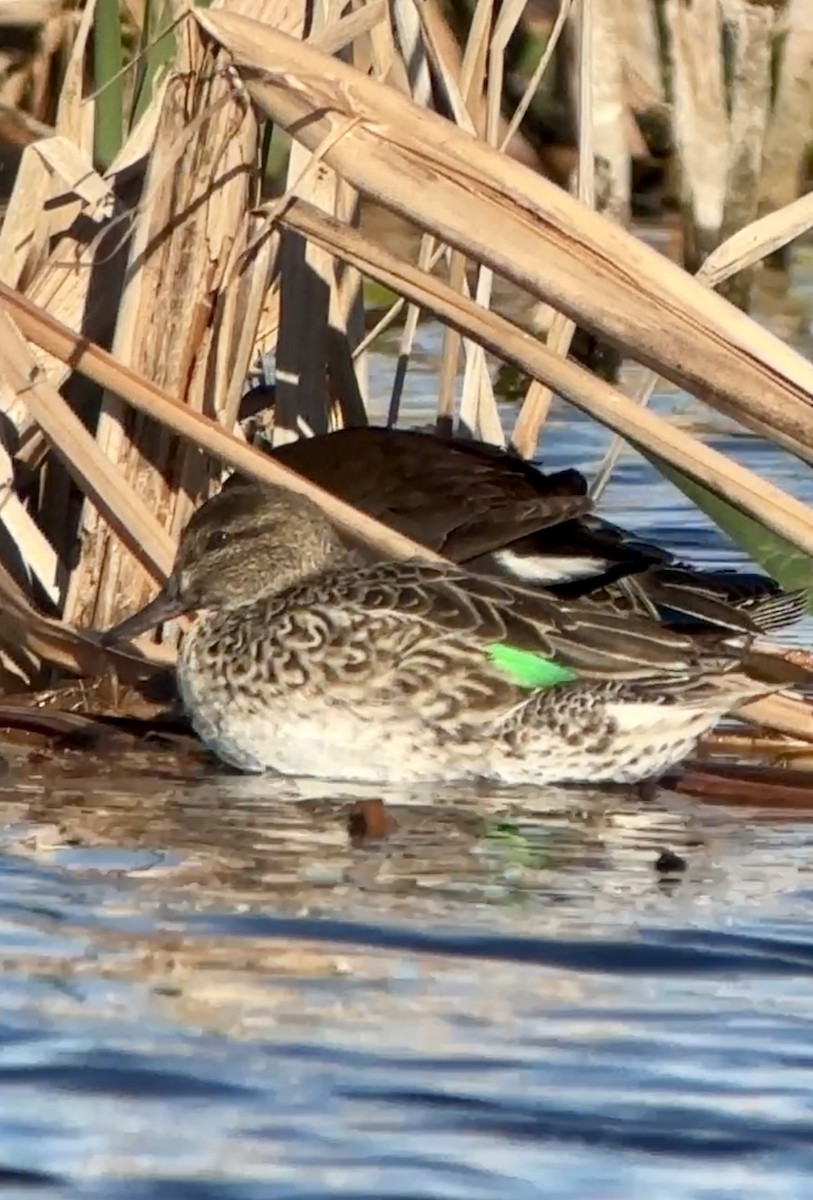 Green-winged Teal - ML614274982