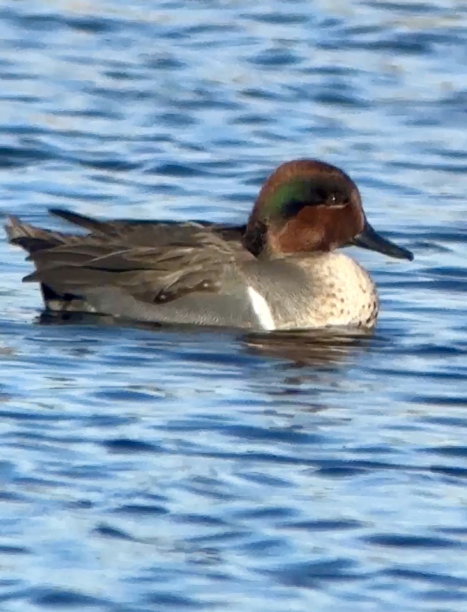Green-winged Teal - ML614274983