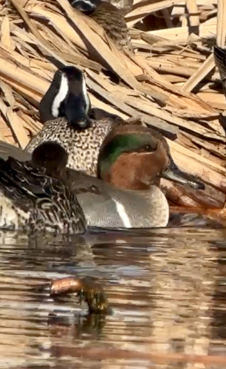 Green-winged Teal - ML614274984