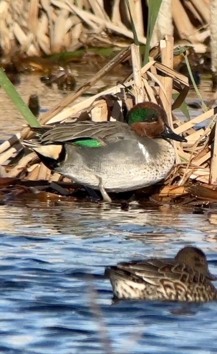 Green-winged Teal - ML614274985