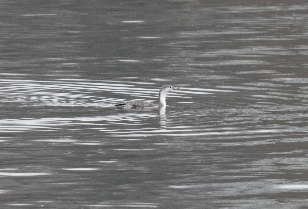 Red-throated Loon - ML614274988
