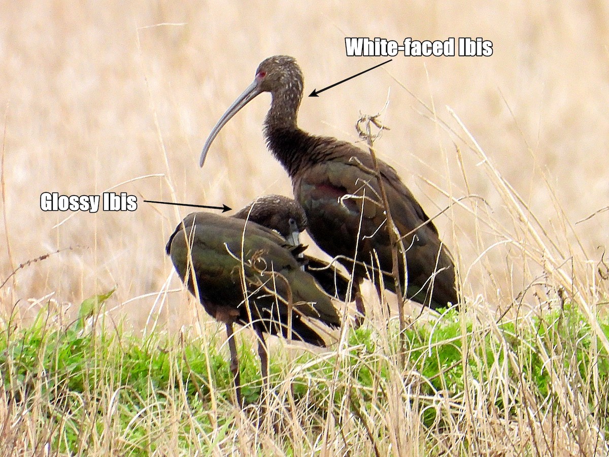 White-faced Ibis - ML614275003