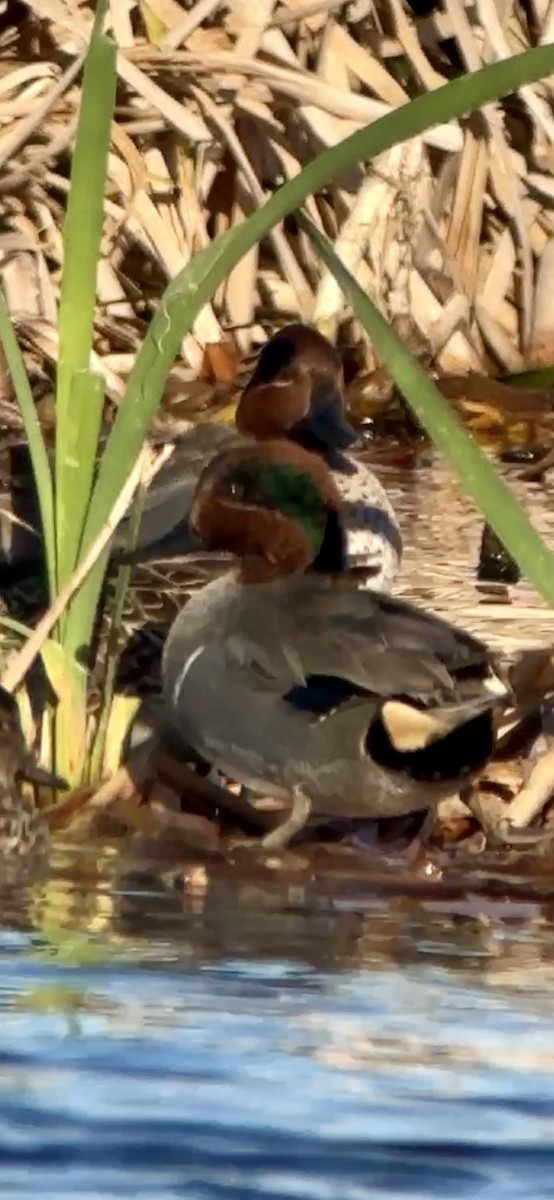 Green-winged Teal - ML614275057