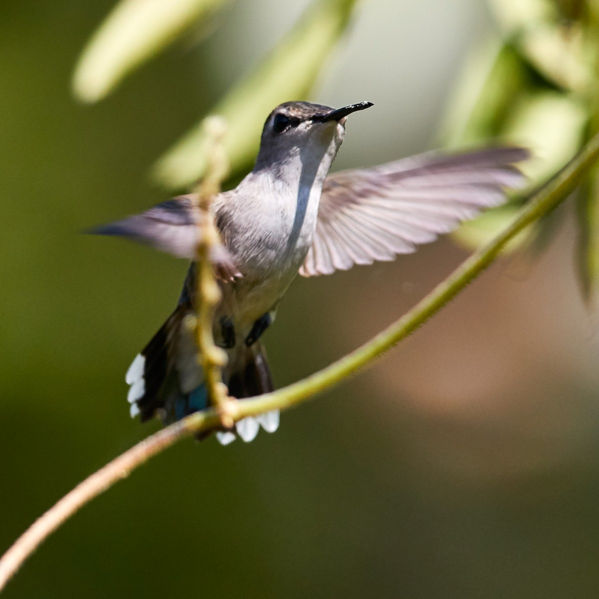 Bee Hummingbird - ML614275089