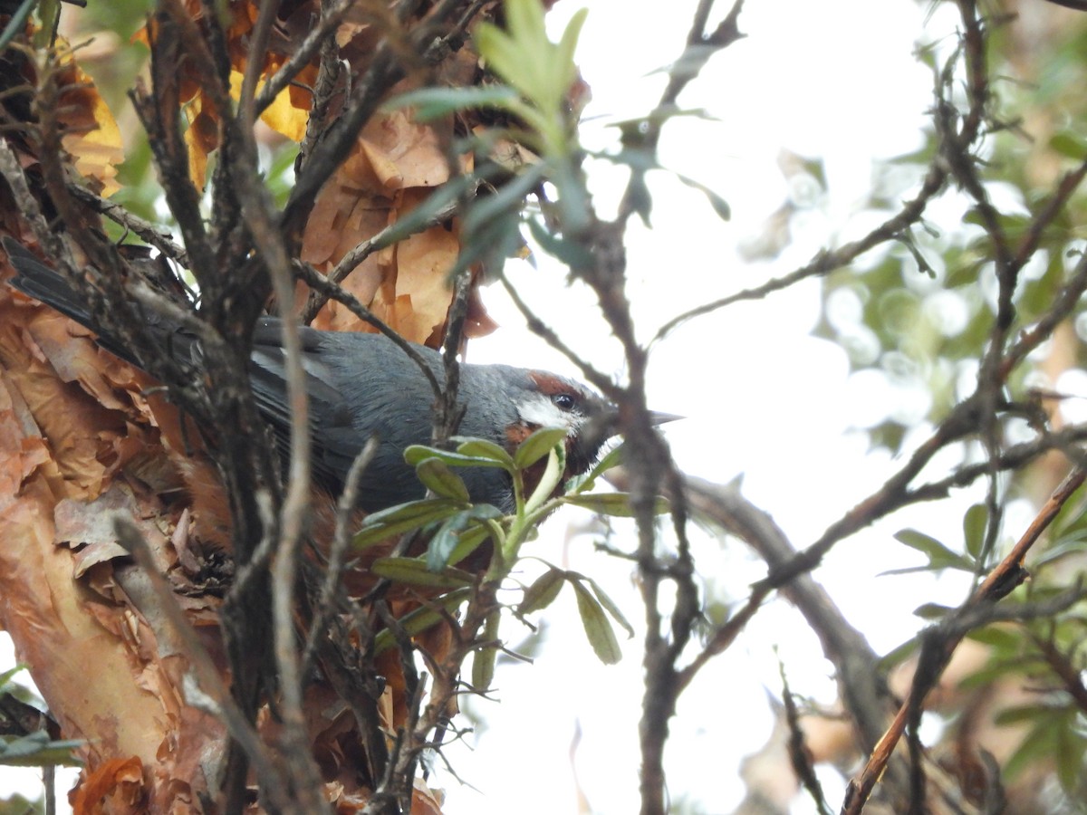 Giant Conebill - ML614275111