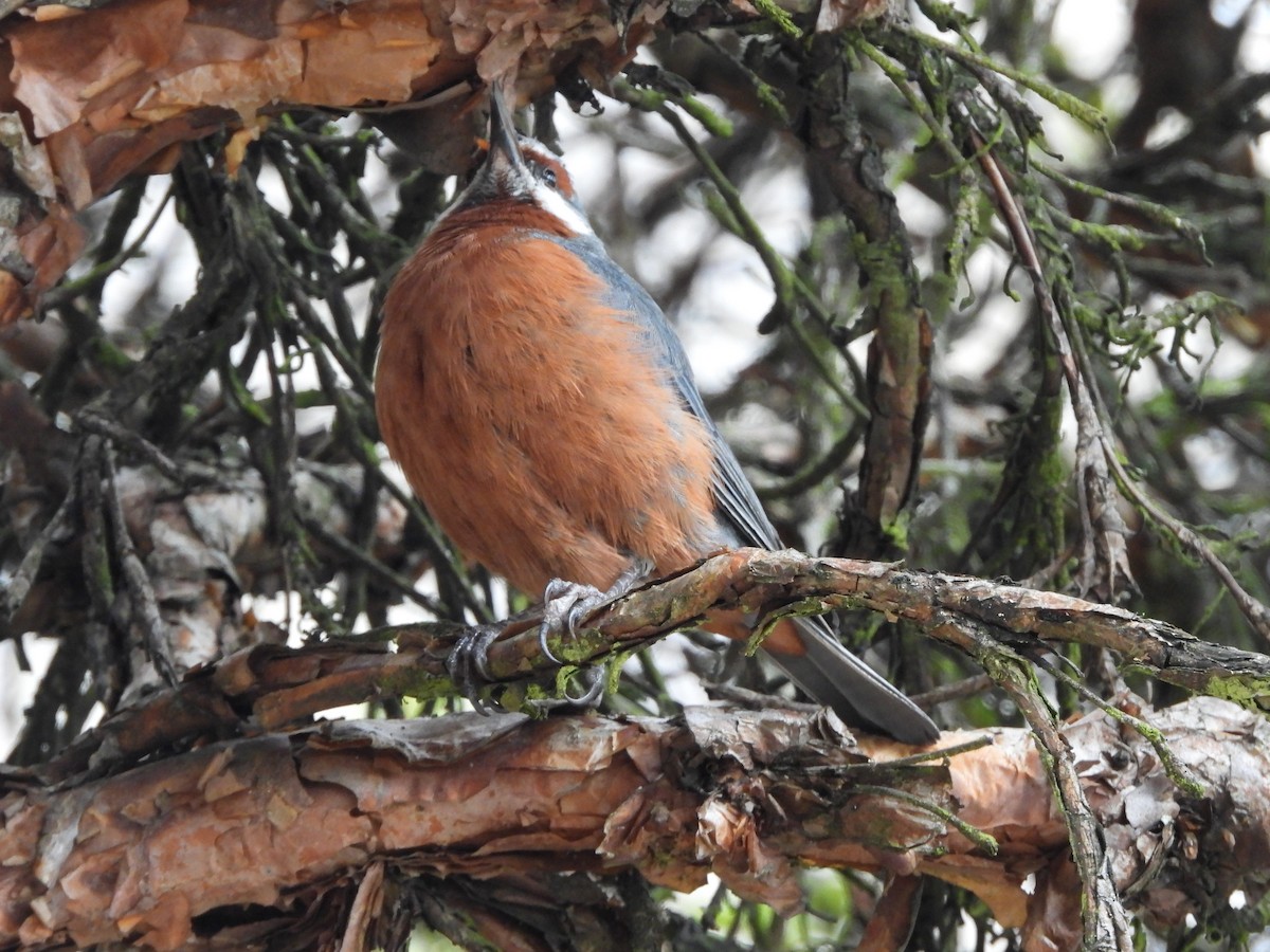 Giant Conebill - ML614275112