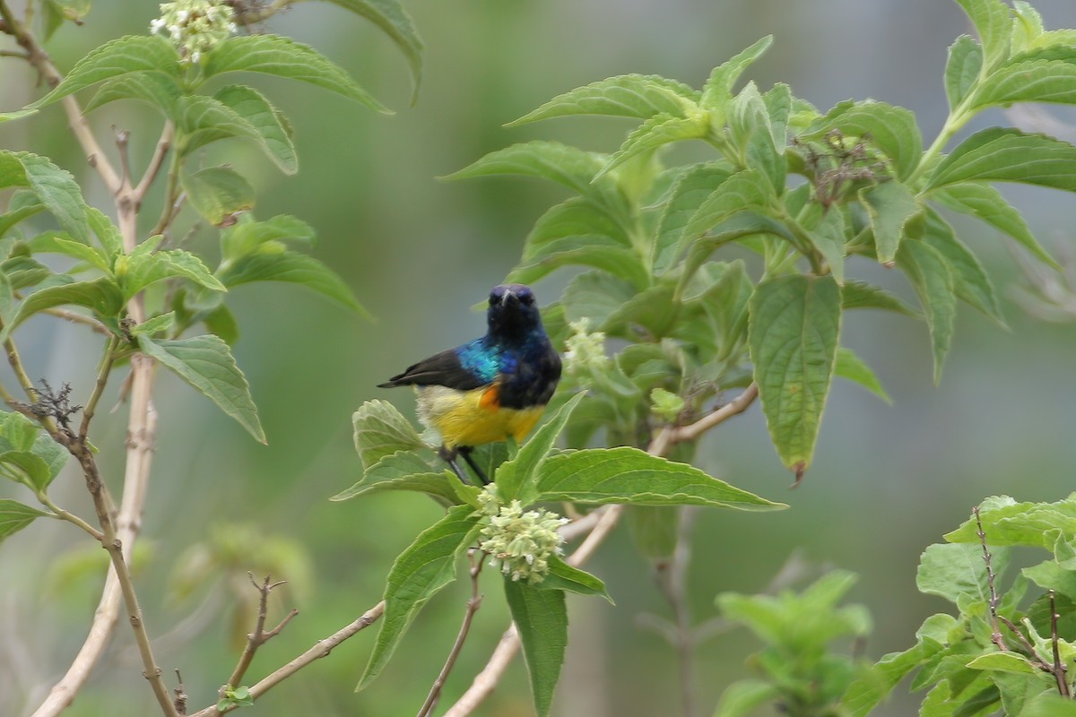 Variable Sunbird (Yellow-bellied) - ML614275149